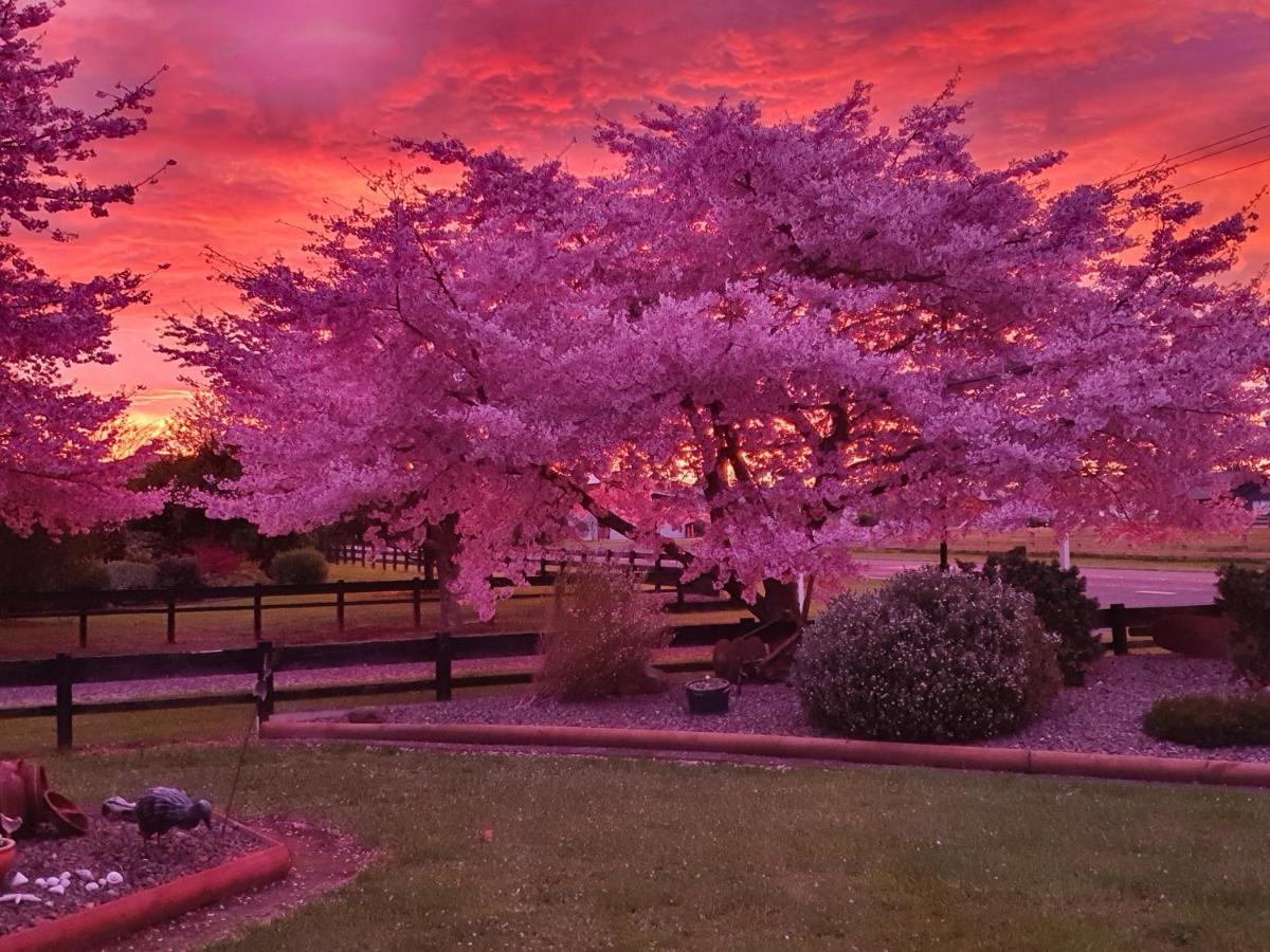 Denchys B&B Matamata Dış mekan fotoğraf